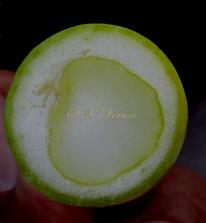  Fruit T. S. with one seed